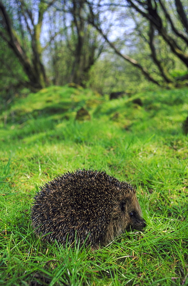 hedgehog