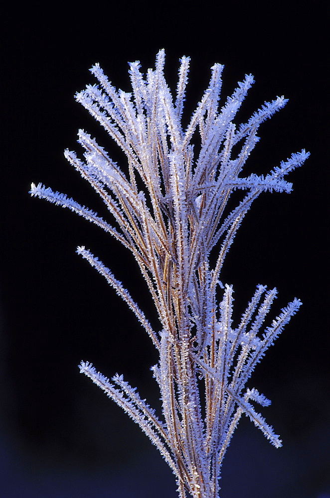 rosebay willowherb