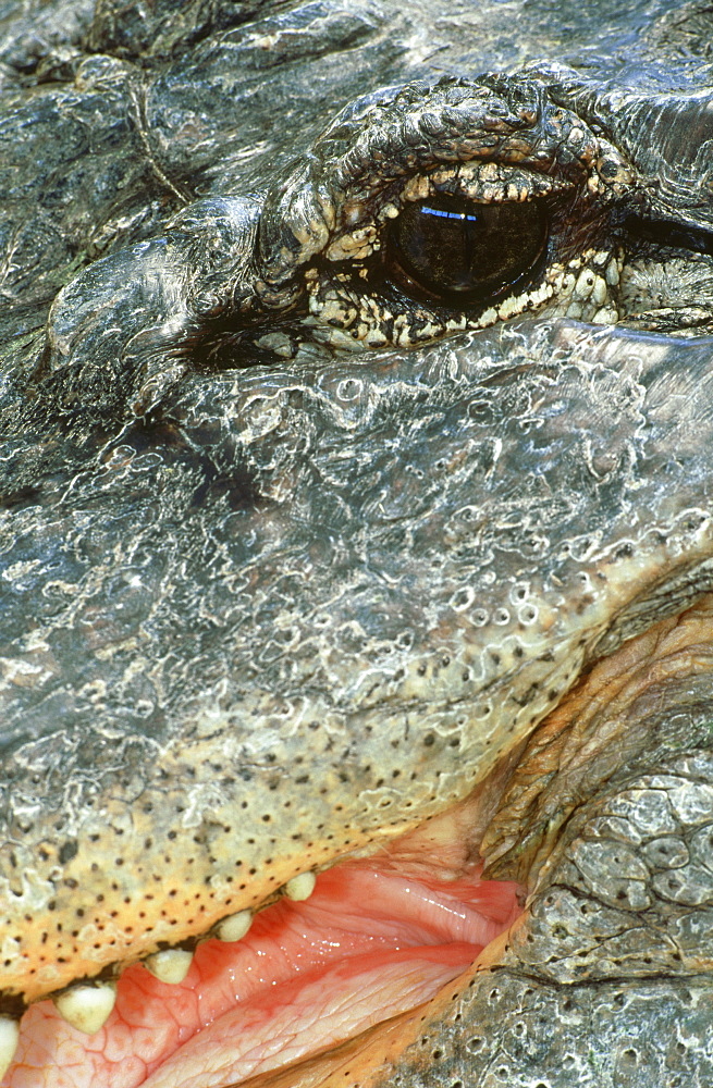 american alligator, alligator mississippiensis, eye & mouth, (c), pa, us