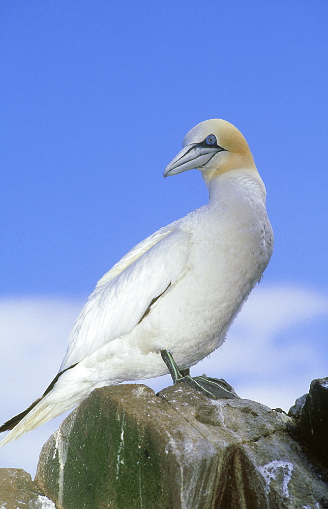 gannet, sula bassana, bass rock, lothian, scotland