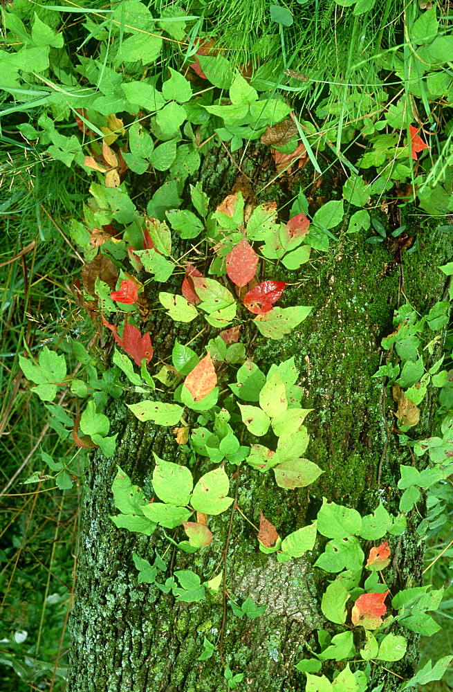 poison ivy, rhus radicans, growing up tree trunk, mcclure, pa, usa