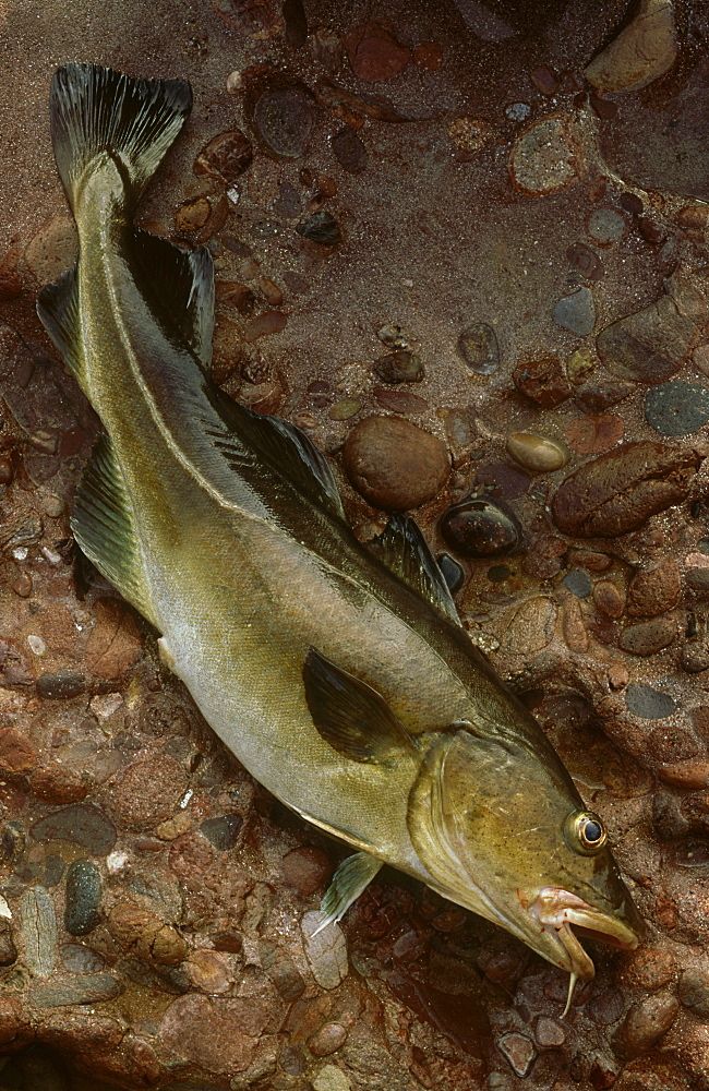 cod, gadus sp, line-caught fish, arbroath, angus, scotland