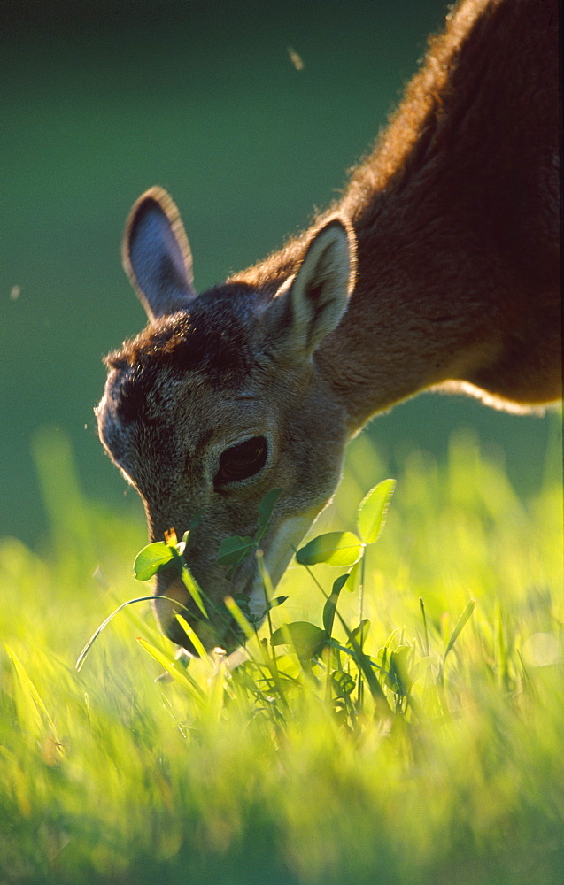 mouflon, ovis musimon, feeding in field, bohemia, europe