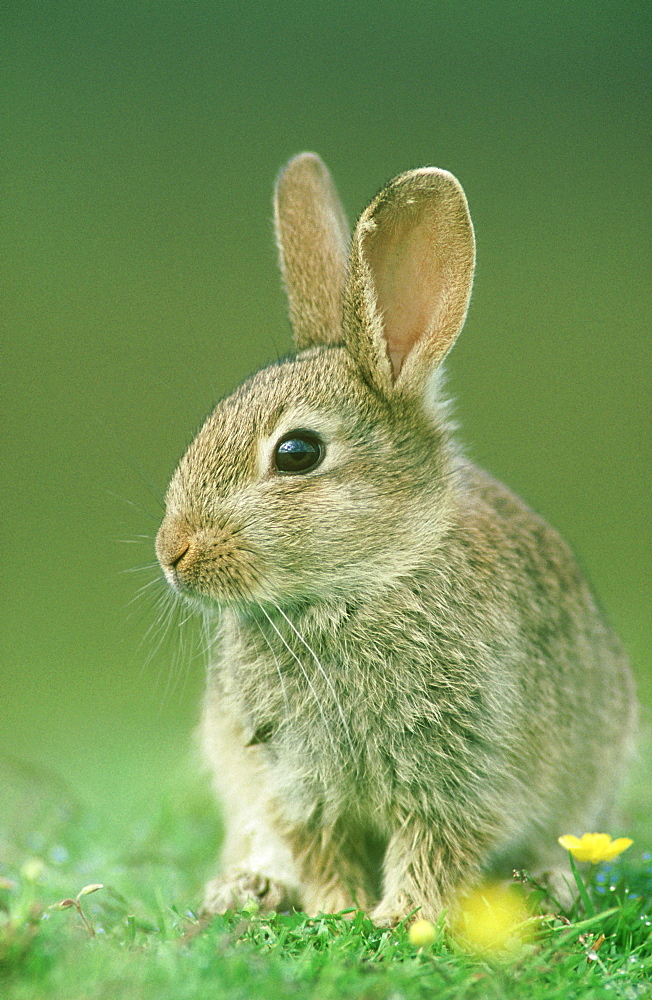 rabbit: oryctolagus cuniculus juvenile scotland