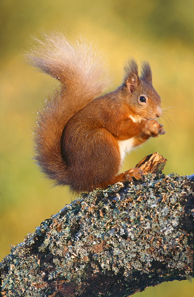 Red squirrel, Sciurus vulgaris, feeding on branch, Perthshire, Scotland, UK