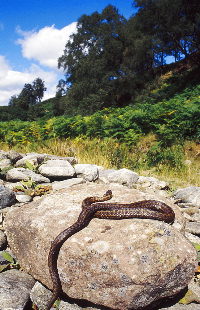 Adder, Vipera berus, sunning on rock, Scotland, UK