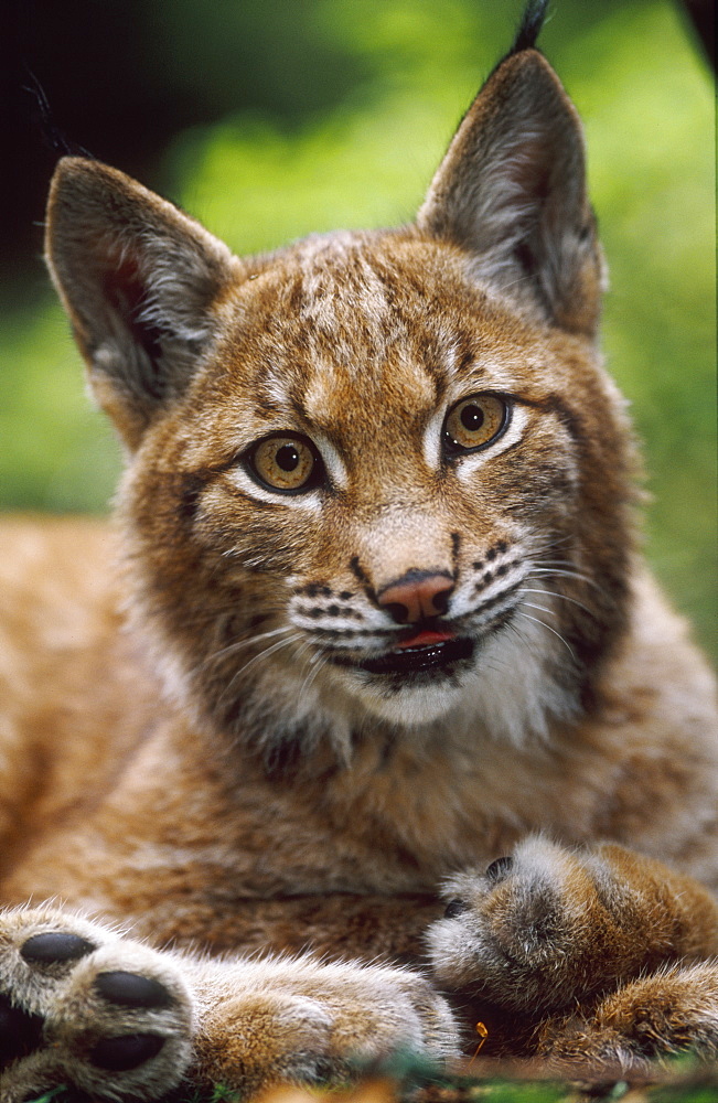 european lynx, felis lynx, portrait of young, bohemia, europe