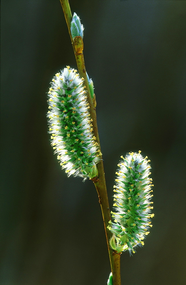 Willow, Salix sp, catkins backlit, Alam Pedja NR, Estonia