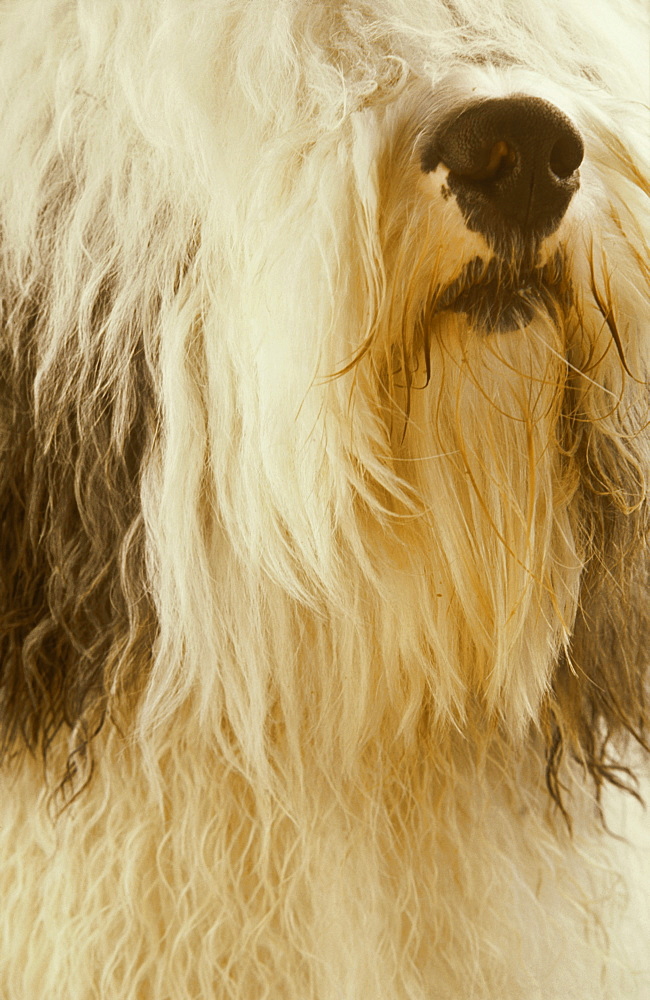 Old English Sheepdog, Canis familiaris, Tartumaa, Estonia