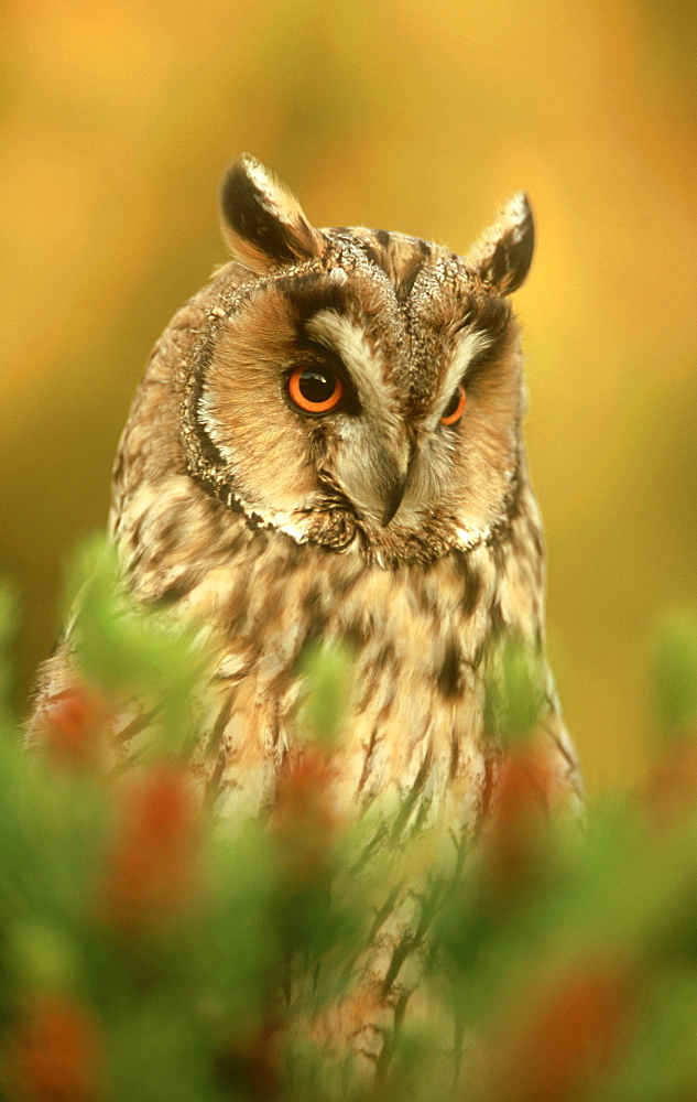 long-eared owl: asio otus, male at roost in scots pine, lothian, scotland   (c)