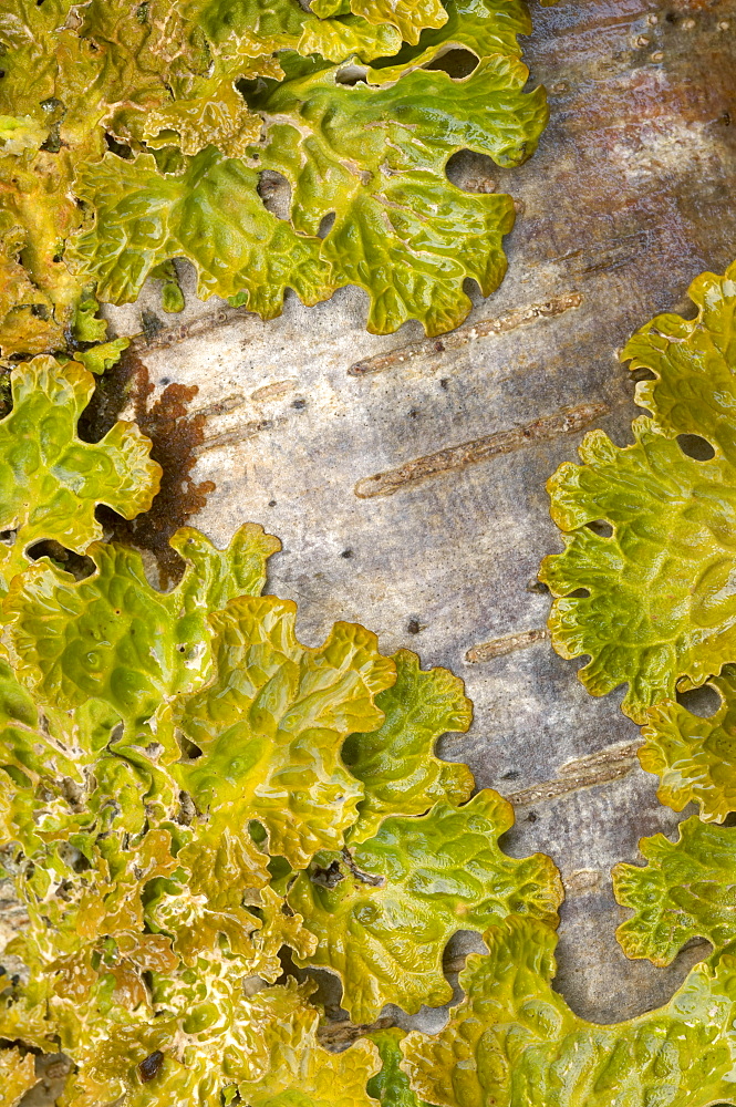 Tree lungwort (Lobaria pulmonaria) growing on Hazel (Corylus avellana) Lungwort is an indicator of air pollution as it only grows in clean air. Sutherland, Scotland