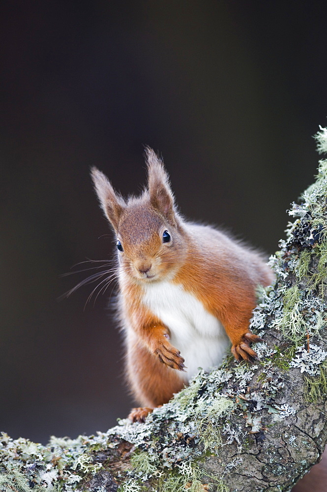 Red squirrel (Sciurus vulgaris) on alder bough, Angus, Scotland