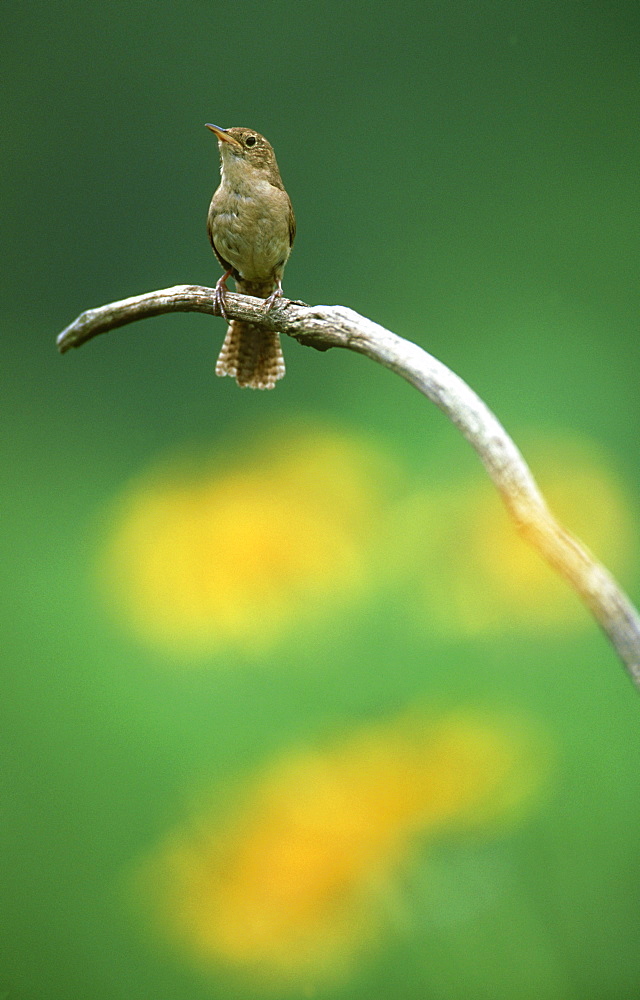 house wren: troglodytes aedon mcclure, pa, usa