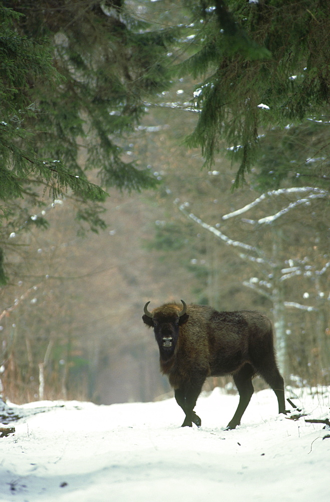 european bison: bison bonasus crossing forest clearing bia lowieza n.p., poland