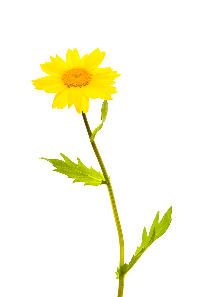 Corn marigold (Glebionis segetum), close up