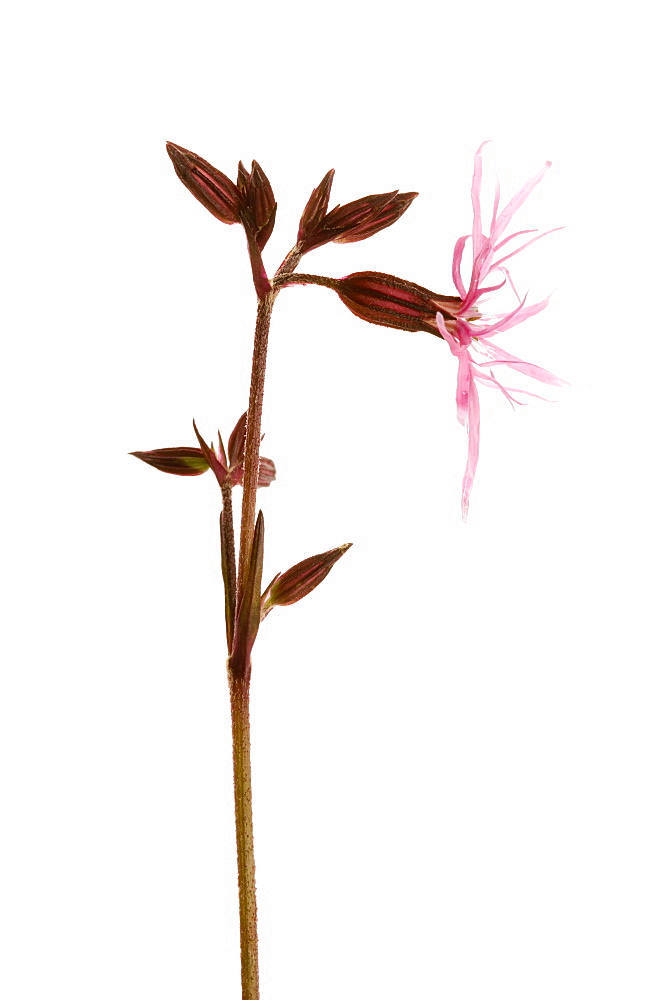 Ragged robin in bloom (Lychnis flos-cuculi), close up