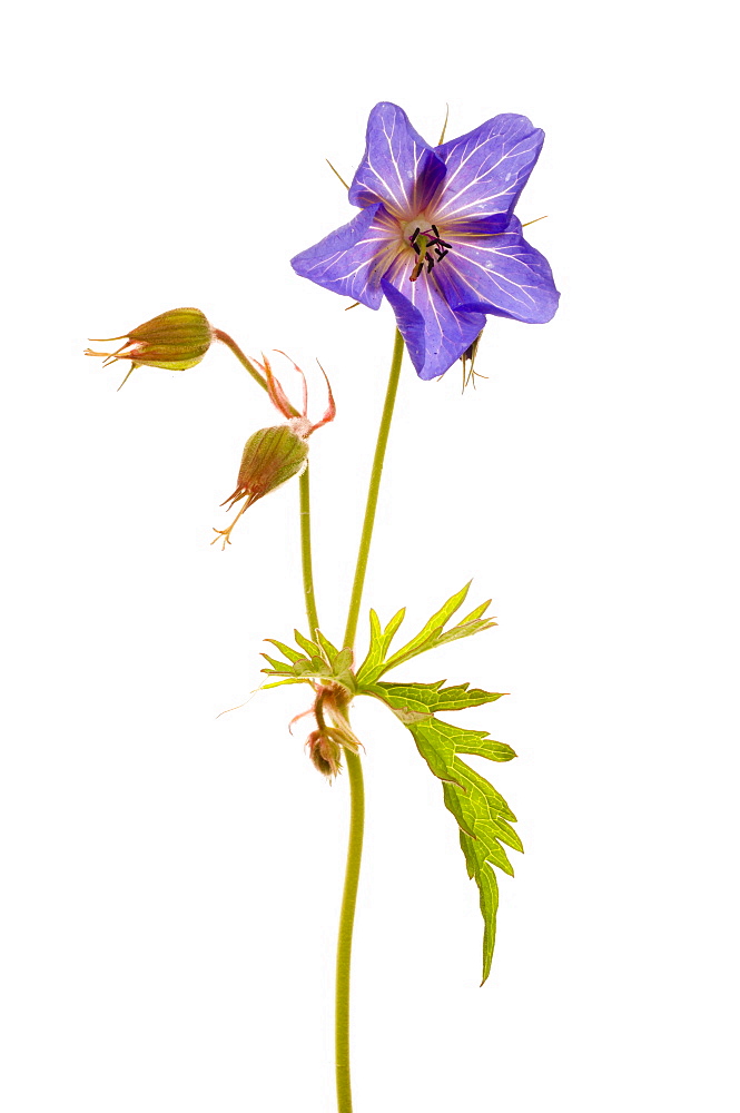 Meadow cranesbill (Geranium pratense), close up