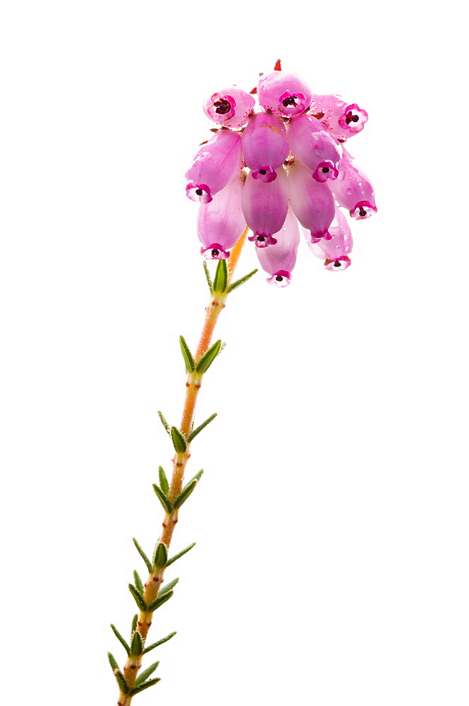 Cross leaved heath (Erica tetralix) in flower, close up