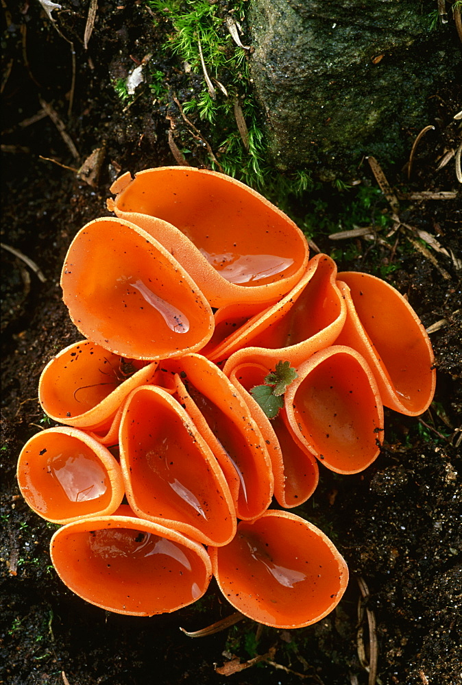 orange peel fungus: aleuria aurantia cannich,inverness-shir e, scotland