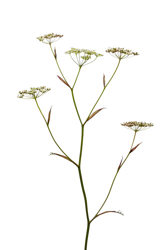 Burnet saxifrage (Pimpinella saxifraga) in flower, close up