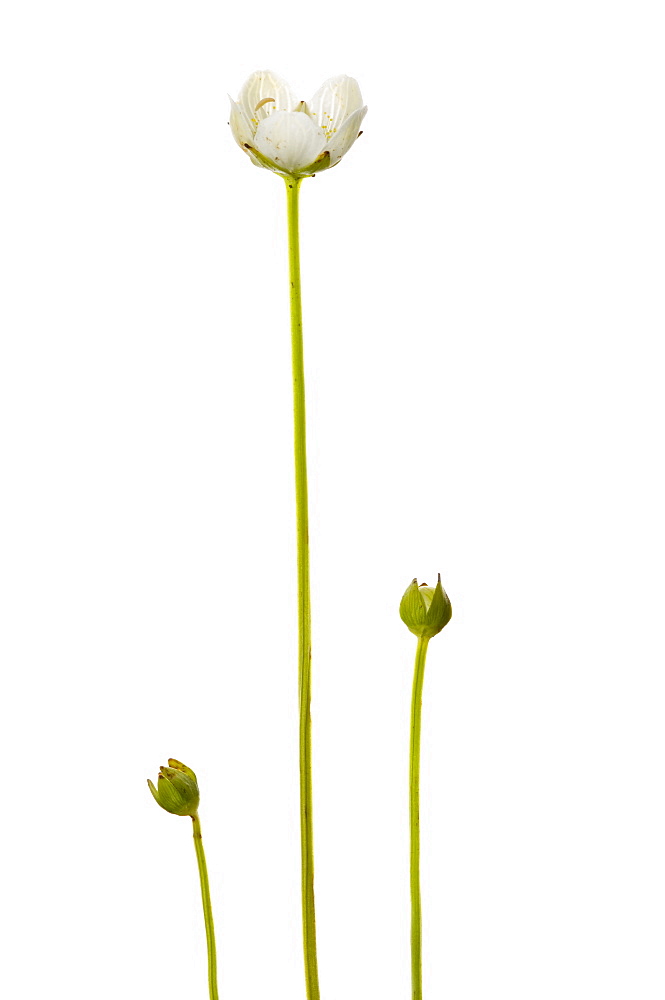 Grass of Parnassus (Parnassia palustris), close up