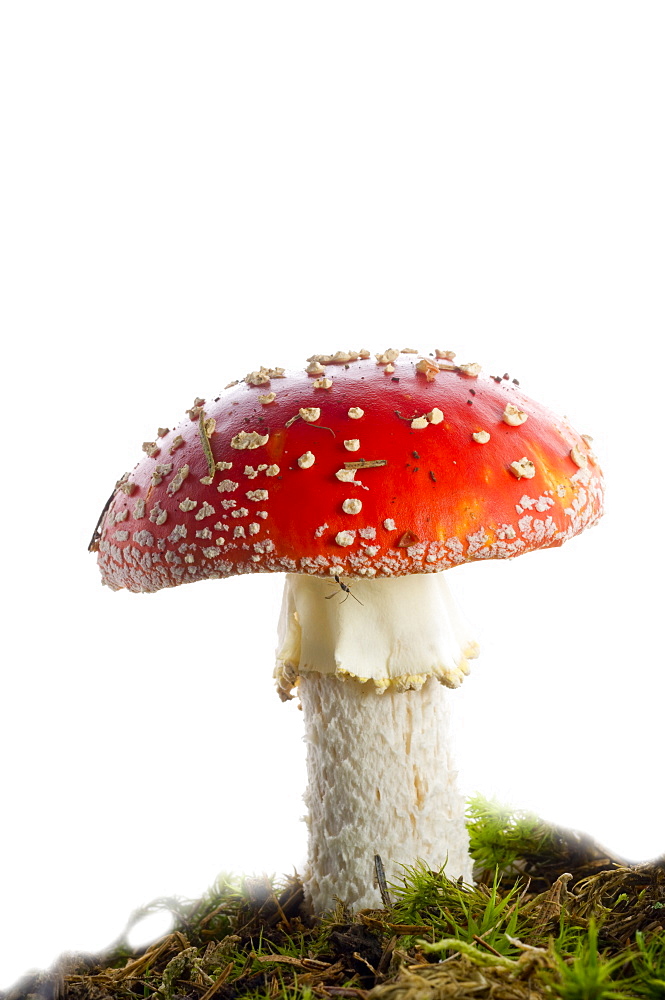 Fly agaric cap (Amanita muscaria), close up