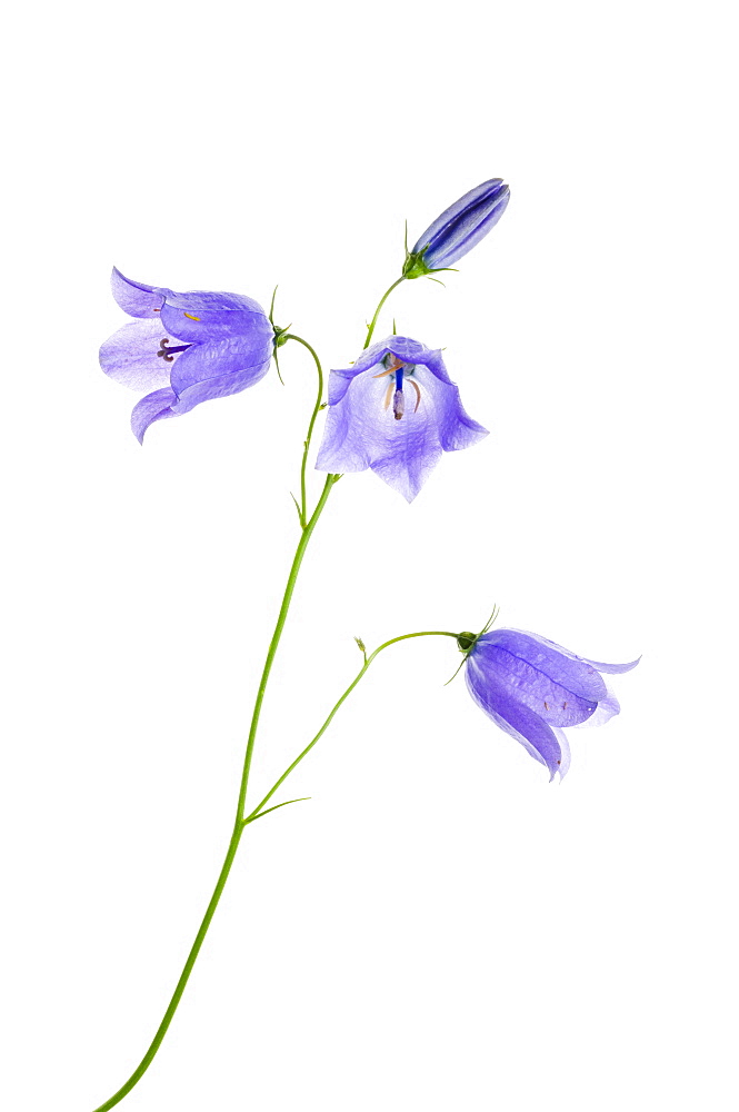 Harebells (Campanula rotundifolia)