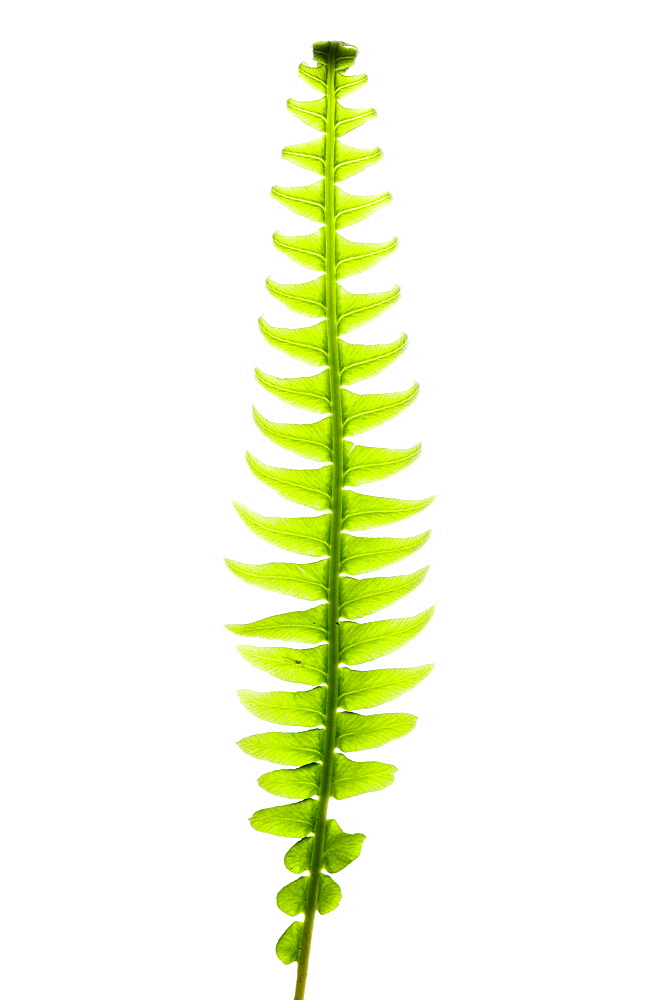 Hard fern (Blechnum spicant), close up