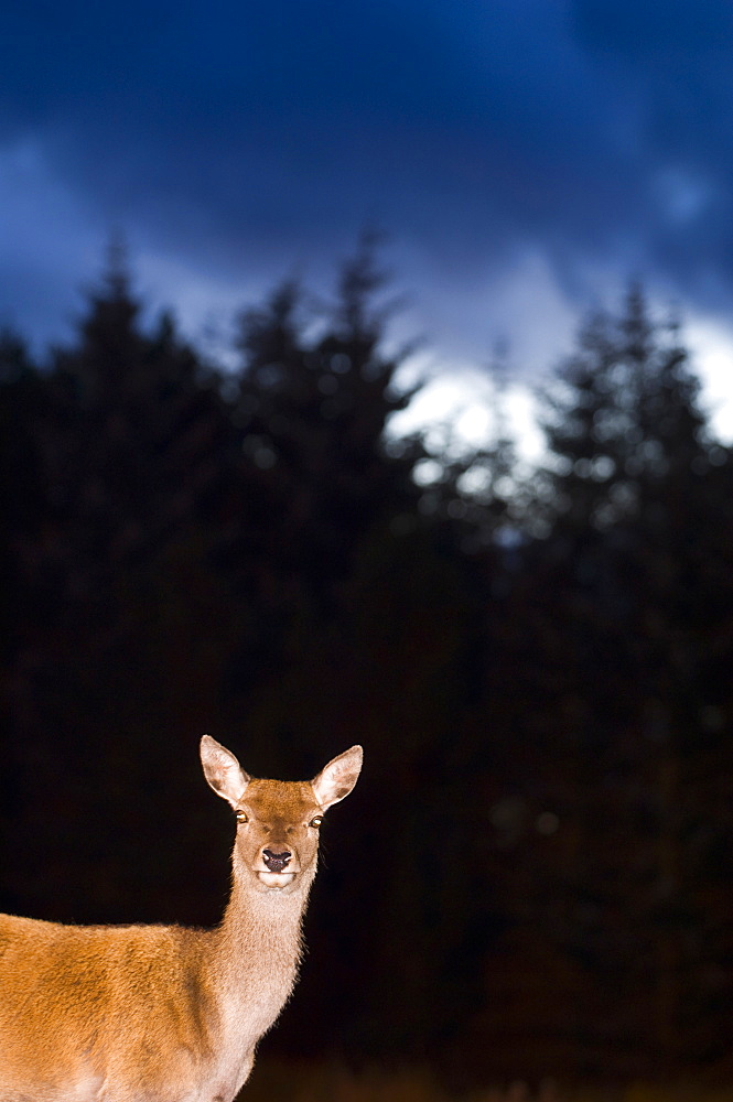 Red deer hind (Cervus elaphus) at dusk, Argyll, Scotland, UK