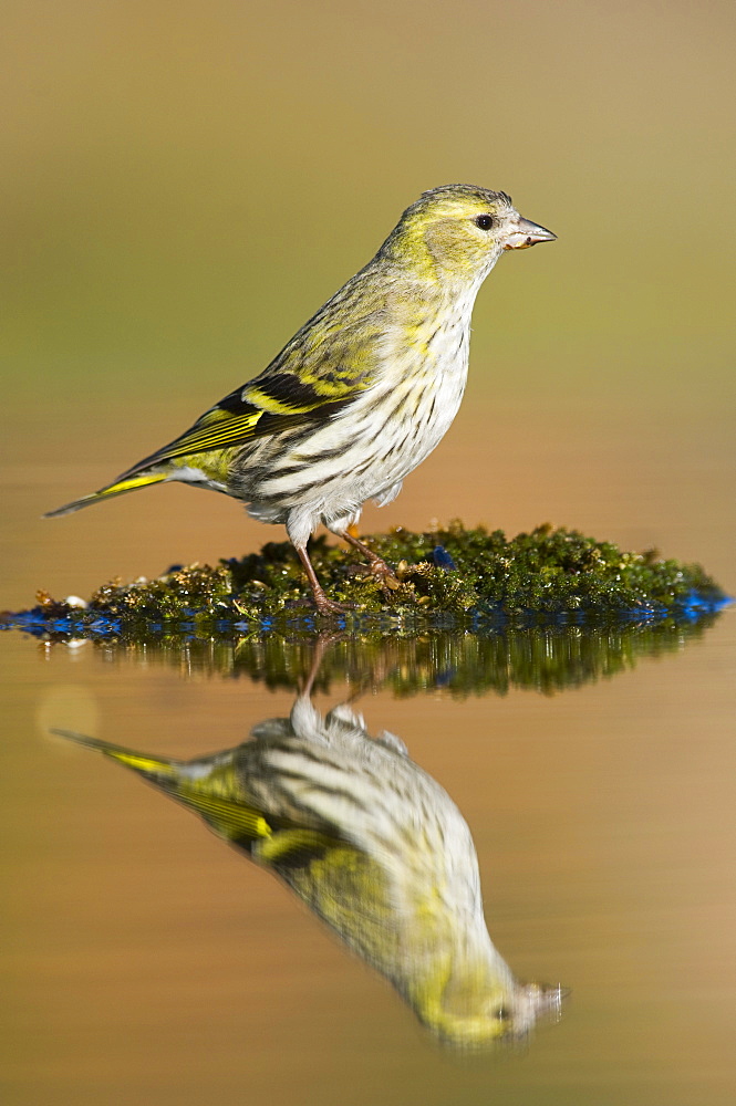 Female Siskin (Carduelis spinus) reflected in pond, Alicante, Spain