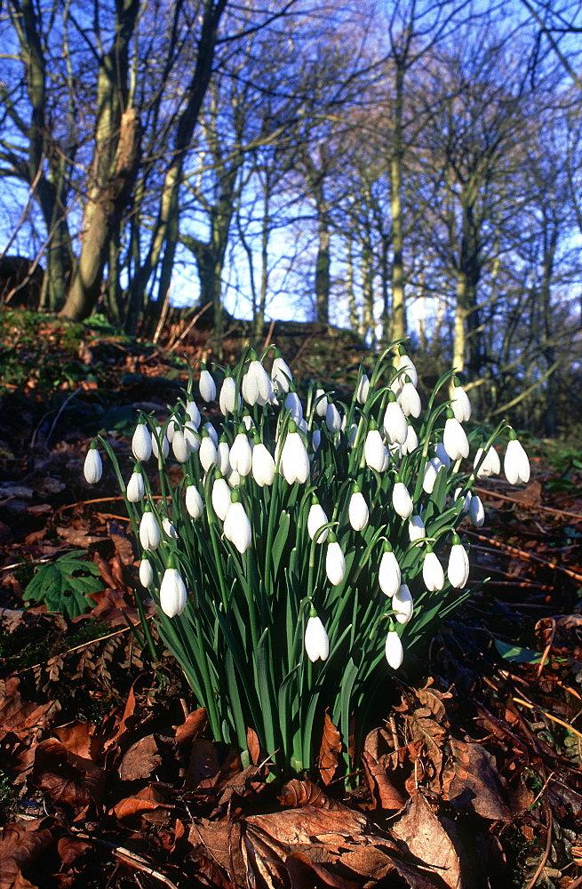 Snowdrop, Galanthus nivalis, in beech wood, Arbirlot, Angus, Scotland