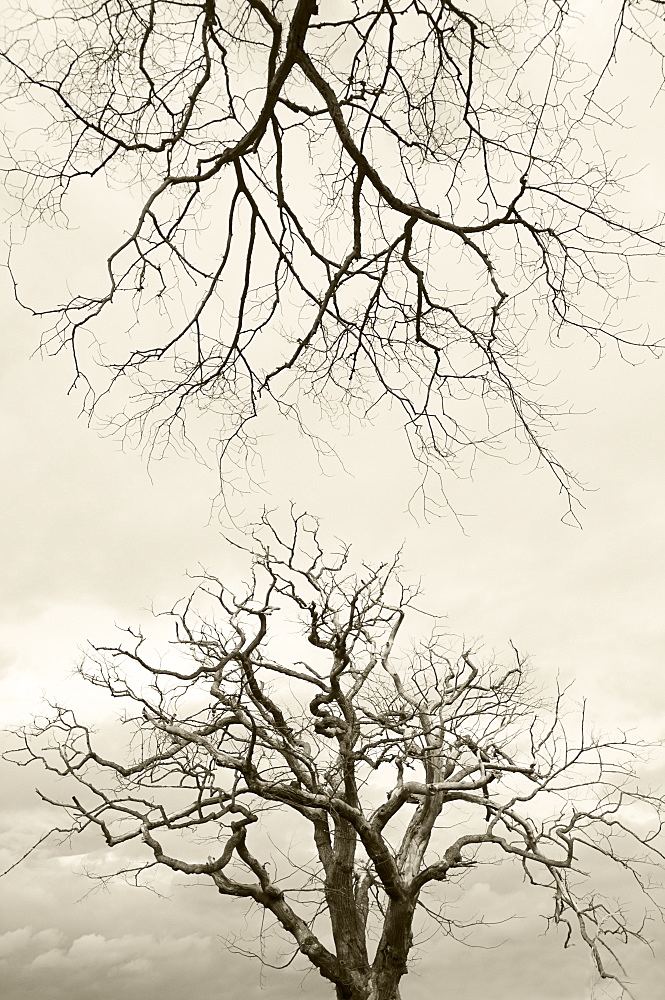 Wych elms (Ulmus glabra) killed by Dutch elm disease summer 2007, Scotland, UK