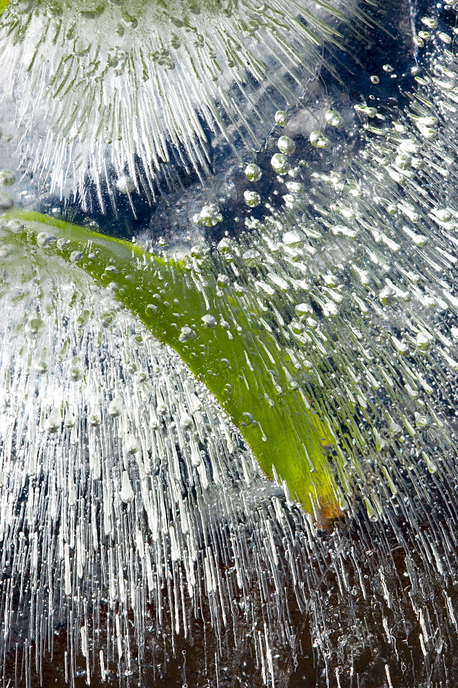 Ice encased leaf (Sedum sp.), Angus, Scotland, UK