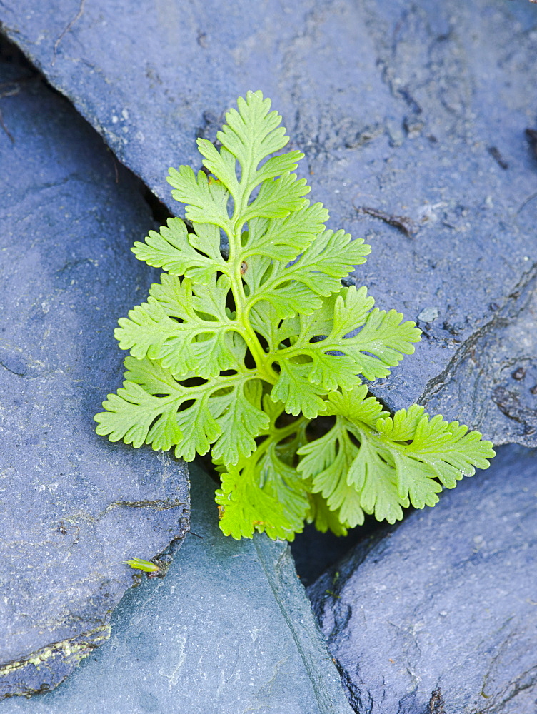 Parsley fern (Cryptogramma crispa) growing amongst slate, Aberfoyle, Scotland, UK