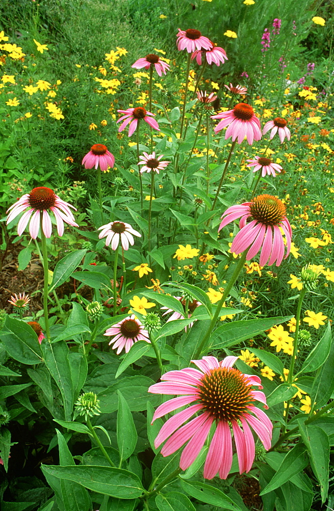 purple coneflower: echinacea purpurea mcclure, pa, usa