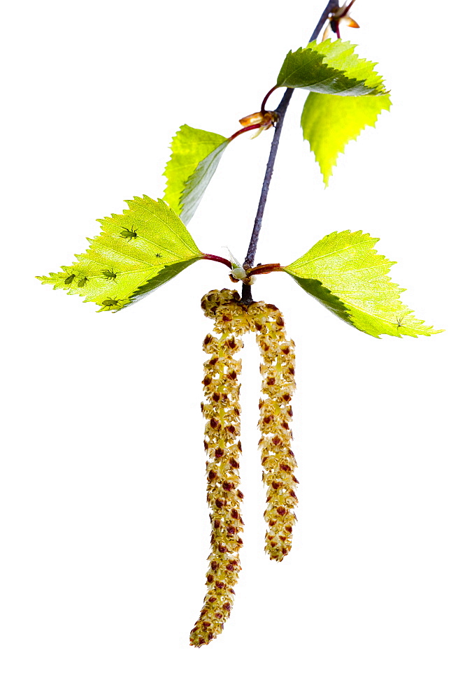 Silver birch catkins