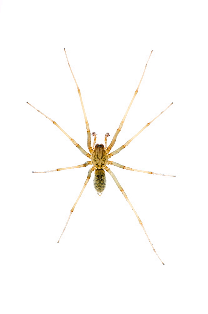 House spider