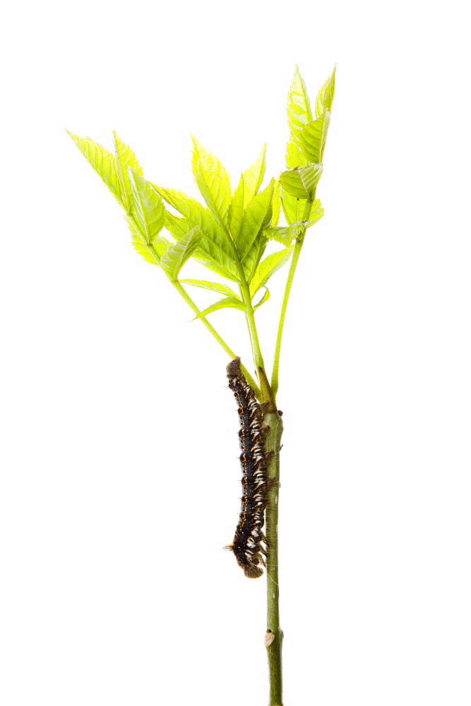 Moth caterpillar on ash seedling