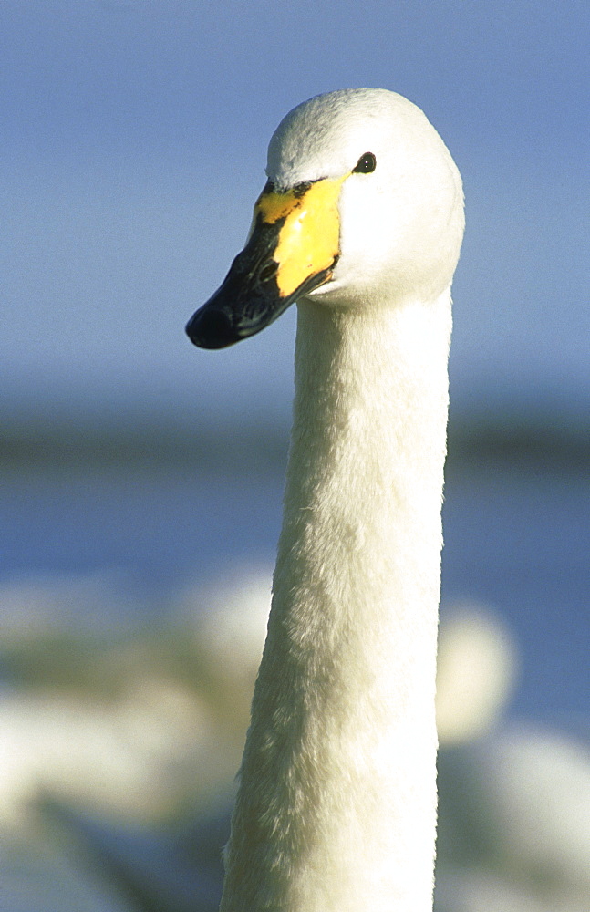 whooper swan: cygnus cygnus montrose basin, angus scotland . wild bird