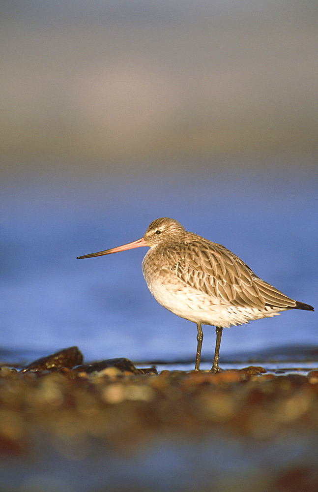 bar-tailed godwit: limosa lapponica, in winter plumage, montrose basin, angus, scotland