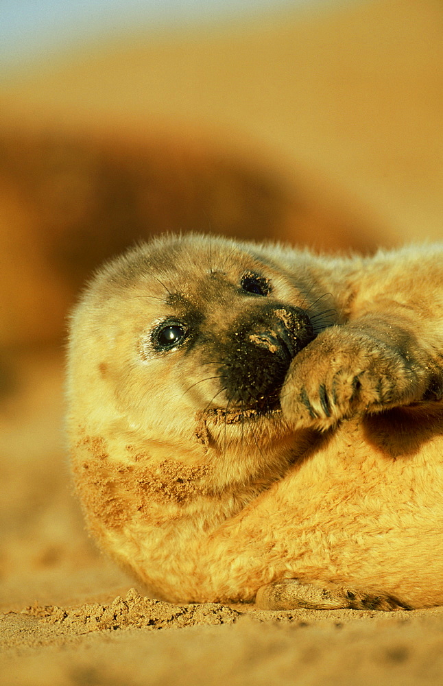 grey seal: halichoerus grypus pup on sandy beach eastern e ngland, uk