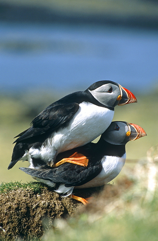 Horned puffin (Fratercula arctica).  Mating behaviour by nesting burrow.  Hebrides, Scotland   (RR)