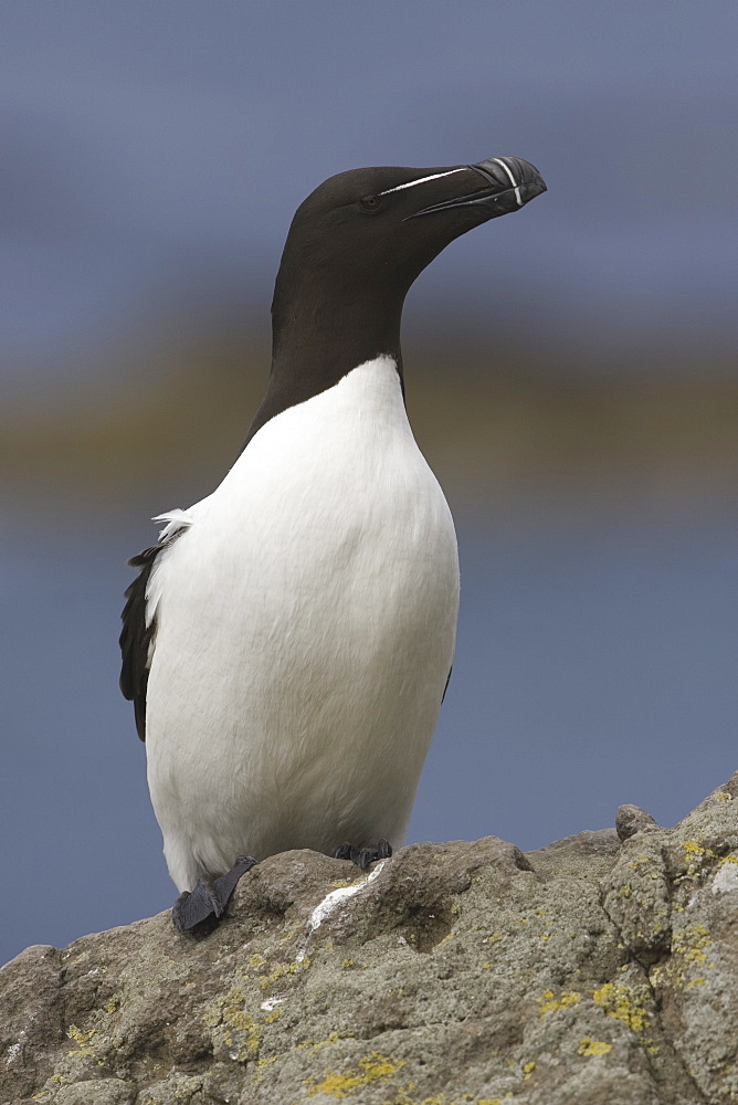 Razorbill (Alca torda).  Hebrides, Scotland