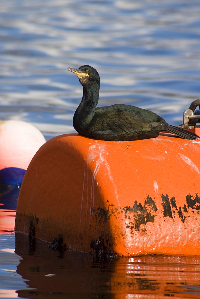 Shag on mooring buoy.  Hebrides, Scotland