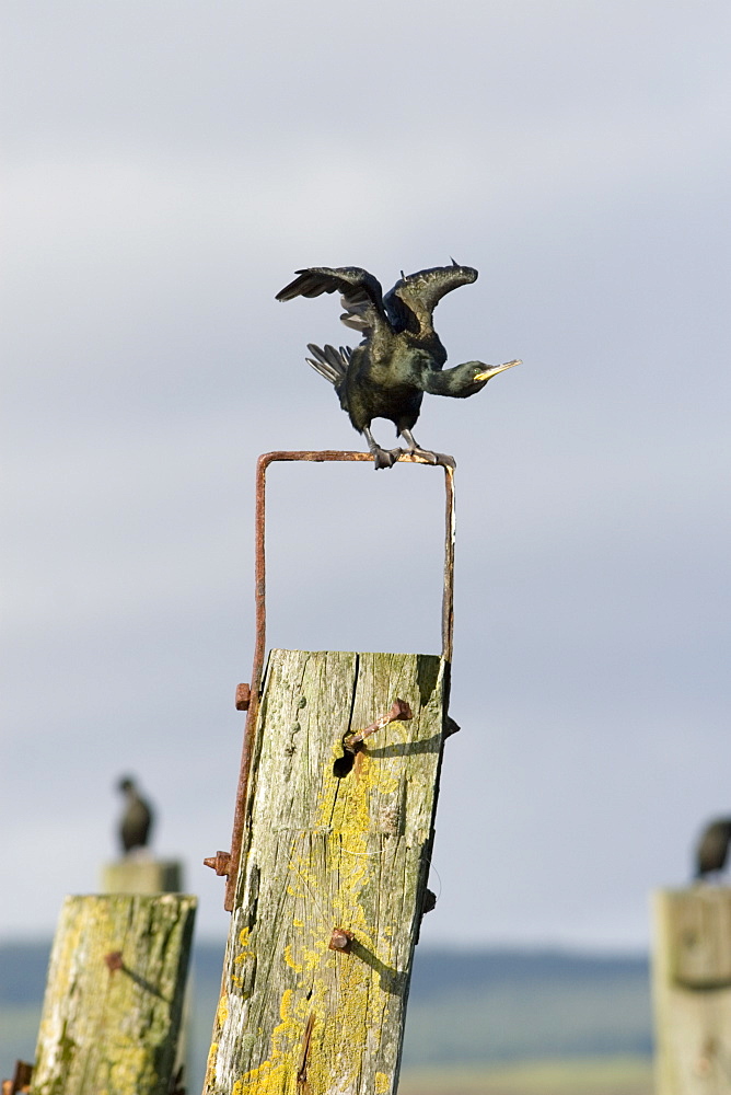 Shag (Phalacrocorax aristotelis) on old pier.  Shags use the old pier at Salen. Isle of Mull, throughout the year from which to forage in the Sound of Mull.  Hebrides, Scotland