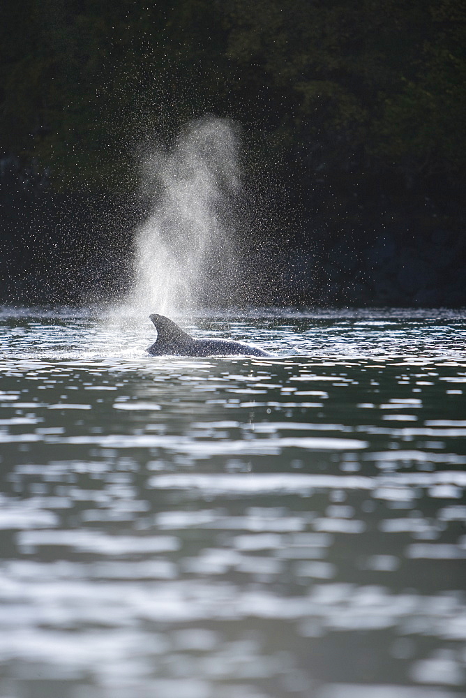 Bottlenose dolphins (Tursiops truncatus) in Tobermory Bay - home of Balamory TV show. This group of dolphins are resident in the Hebrides but are hard to find and not well understood. They rarely come into the this harbour but photographer Nic Davies was ready with his camera and kayak to get these great, low angle shots.