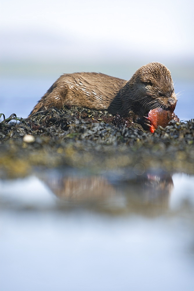 Eurasian river otter (Lutra lutra) eating a male lumpsucker (Cyclopterus lumpus) fish, also known as a sea hen or scarclagger.  Hebrides, Scotland