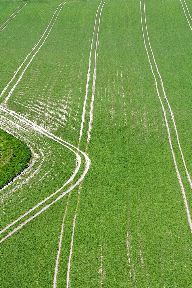 Young arable crop sprouting in neat parallel rows, spring, Wiltshire, UK.