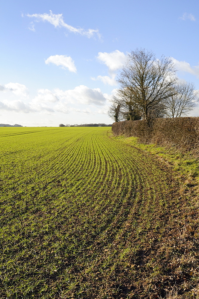 Field of young winter wheat seedlings and hedgerow, Wiltshire, England, United Kingdom, Europe