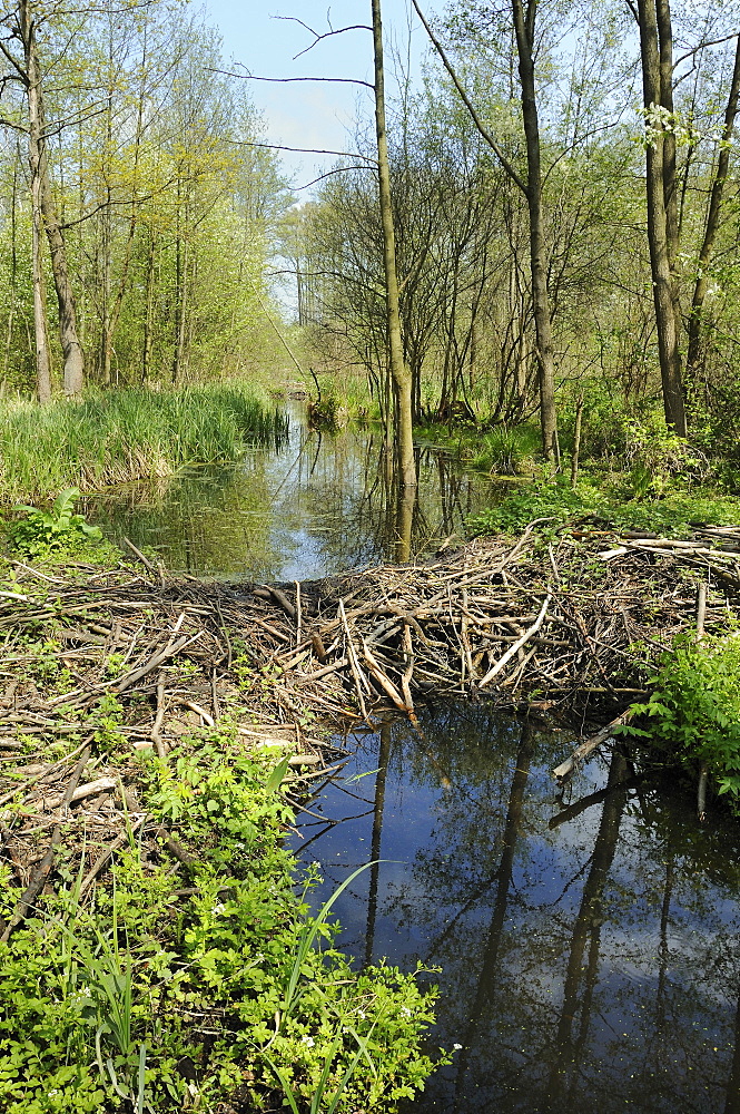 Eurasian beaver (Castor fiber) dam on drainage channel in Narew marshes, Podlaskie, Poland.  MORE INFO: Beaver activity benefits much other wetland wildlife by helping to maintain high water levels in Poland's ancient marshes and swamp forests.